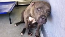 This Pit Bull Who Had Been Used For Dogfighting Receives Love For The First Time