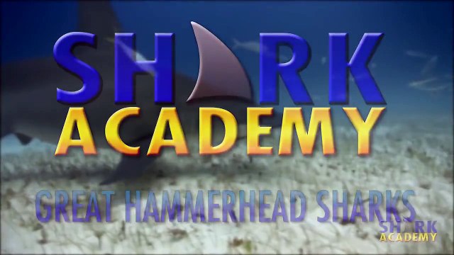 Shark Academy Great Hammerhead Sharks