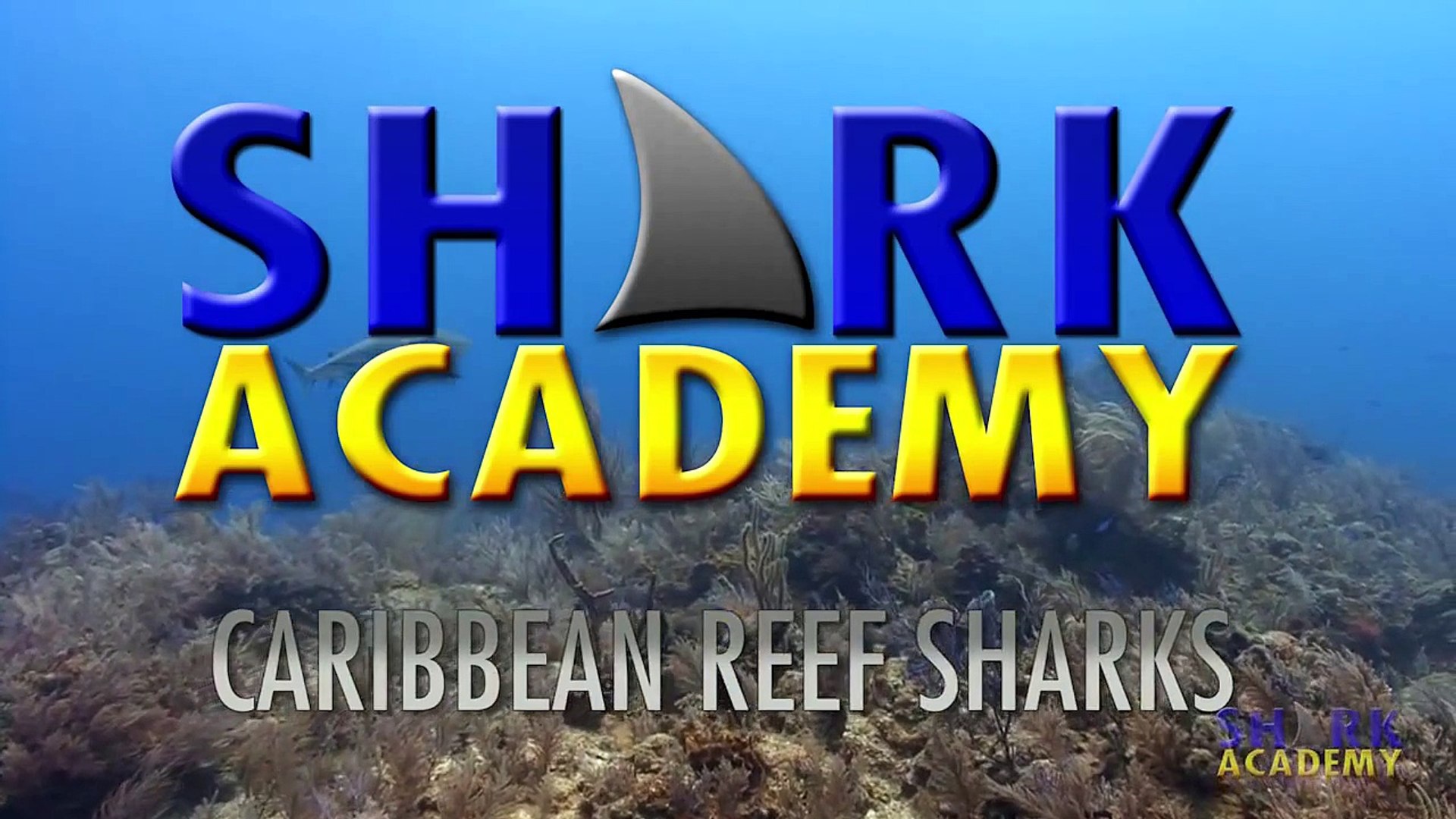 Shark Academy  Caribbean Reef Sharks