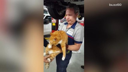 Mechanic pulls kitty from wheel after car starts meowing