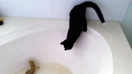 Кот попал в ловушку-ванную с ящерицей