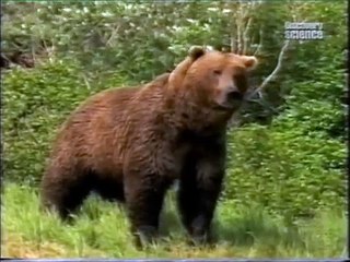 The Short-Faced Bear