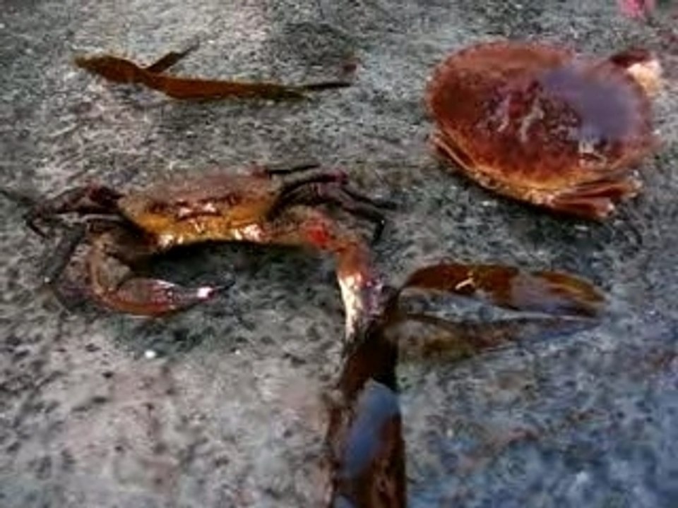 Pêche 02