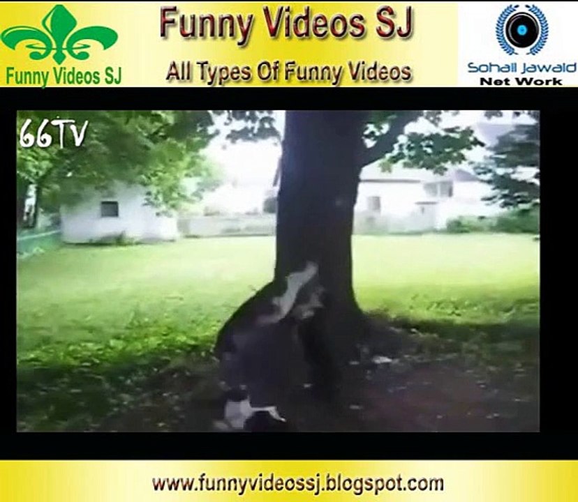 Funny Animals Compilation SJ 11