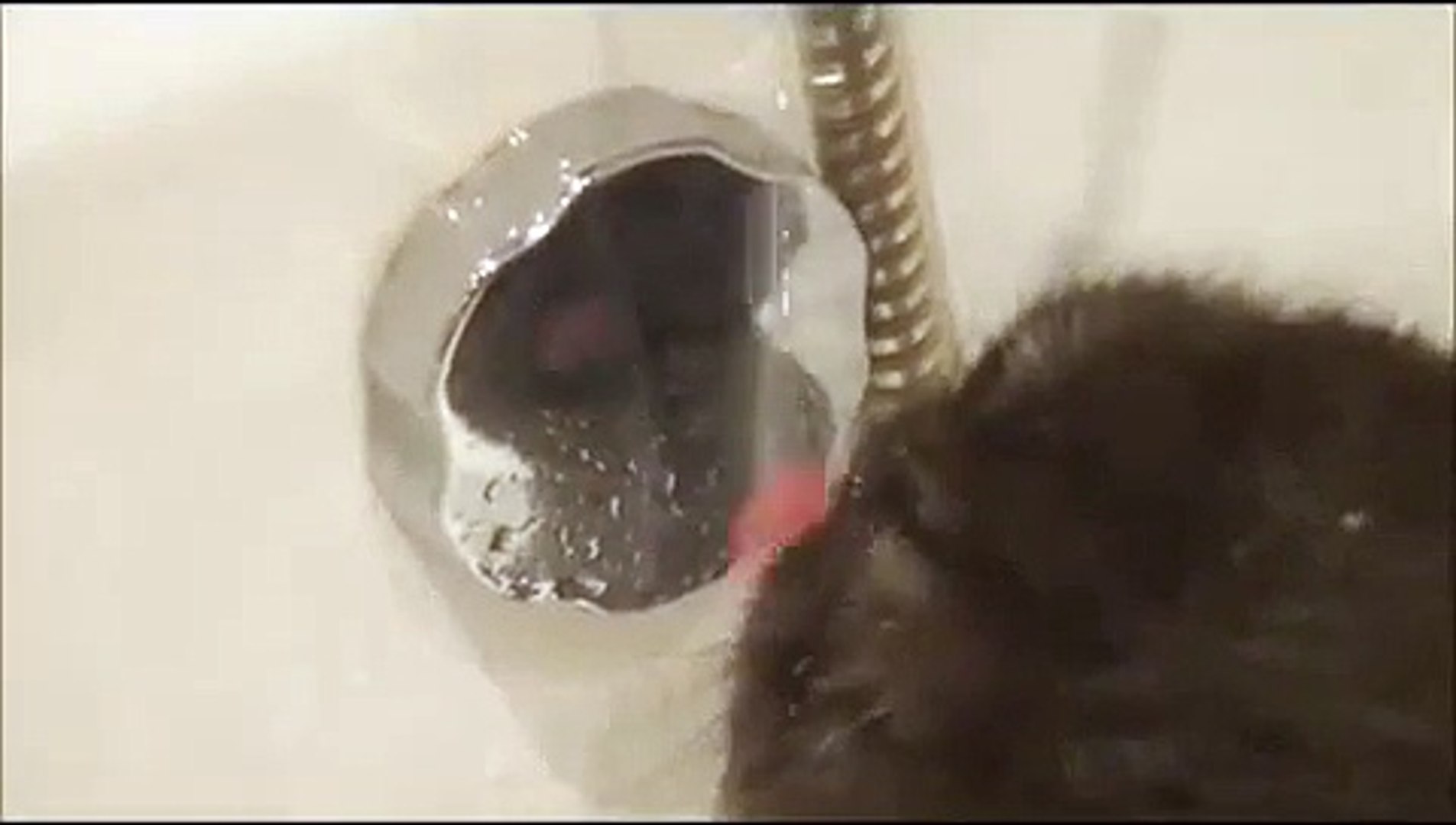 ⁣FUNNY CAT FUNNY ANIMALS/смешной кот