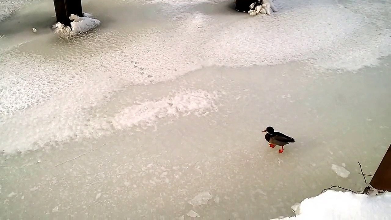 Ducks on Ice