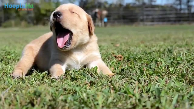Adorable Puppies Trying To Howl