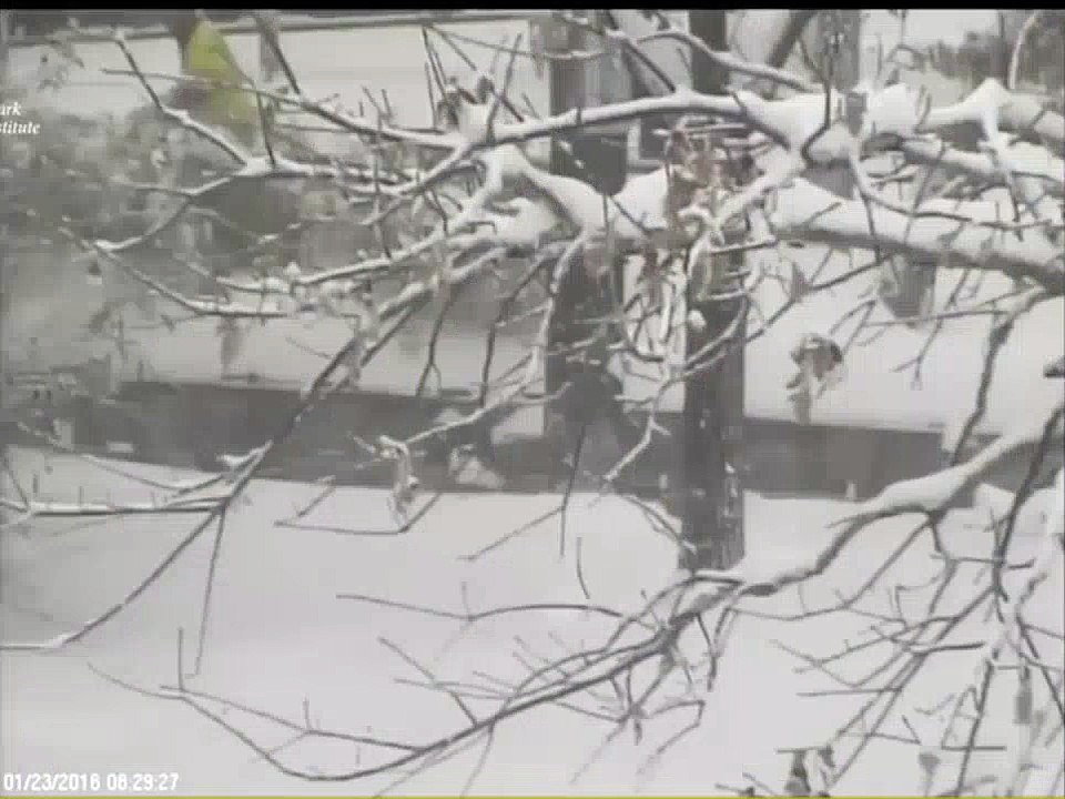 Tian Tian plays in the snow, funny panda   Jan 23, 2016  National Zoo