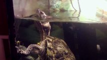 Animals Say The Funniest Things - Terrapin Jacuzzi - funny animals 2016