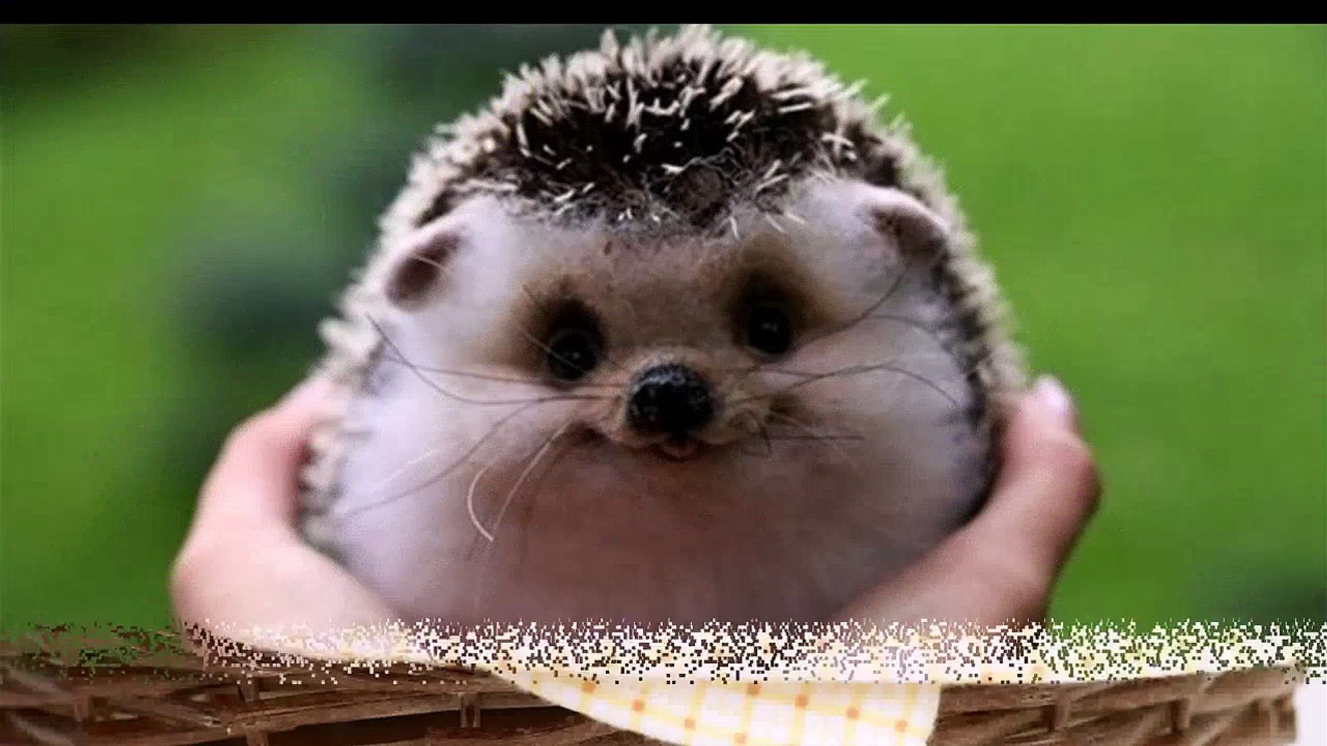 ⁣Забавные животные./Funny animals.