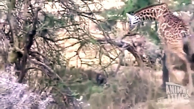 Giraffe is Killing the Lion Who Killed Her Baby Animal Wild