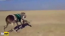 شاهد ماذا فعل حمارٌ غاضب بثعلب ماكر