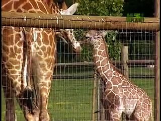 Growing Up Giraffe Baby Giraffe Fall