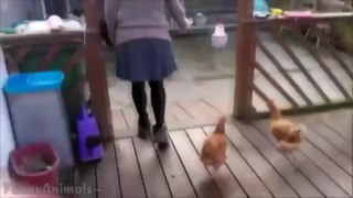 Funny Cats Compilation