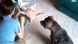 Funny Cats Giving High Fives - Best Cats Compilation 2015