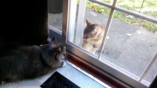 Funny Cats Fighting Through Glass Compilation