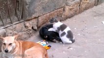 Funny Cats Massaging and Petting Dogs