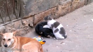 Funny Cats Massaging and Petting Dogs