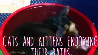 Funny Cats Love Water Compilation 2015 HD