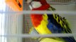 Rosella Parakeet Whistling Andy Griffith Theme Song