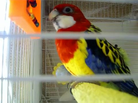 Rosella Parakeet Whistling Andy Griffith Theme Song