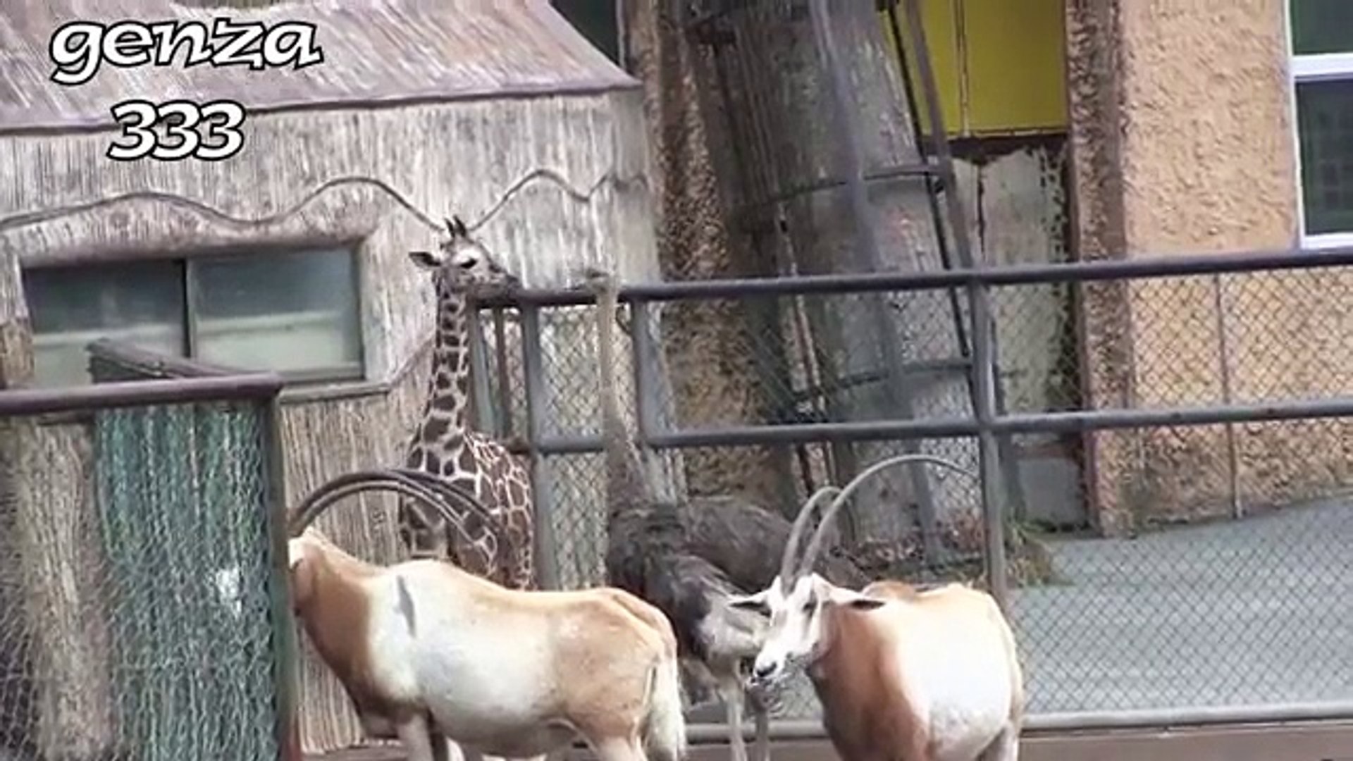 Ostrich to intimidate baby giraffe Animal Video