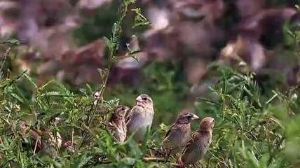 Çiftçilerin Korkulu Rüyası kuşlar