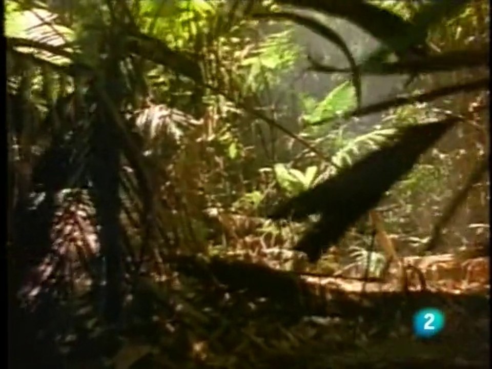 La voz de la evolución 1/3 (La revolución de Darwin)