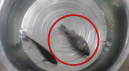 Pesce congelato che torna in Vita: INCREDIBILE!