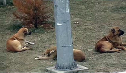 sokak hayvanları hazır