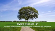 Taylor Trees And Turf: Your Leading Lawn Care Experts In Illinois