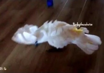 Harley the Cockatoo Gets Artistic