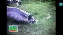 Big Giant Snake Anaconda Vs Attack Eat Water Elephant Hippo Real Fight to Death.flv