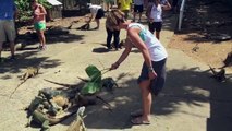 Woman Feeding Lizards Attacked By Duck