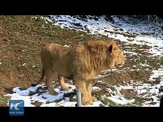 Animals in SW China enjoy first snow in lives 2016