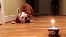 Doğum Günü Pastasından Pek Hoşlanmayan Sevimli Köpek