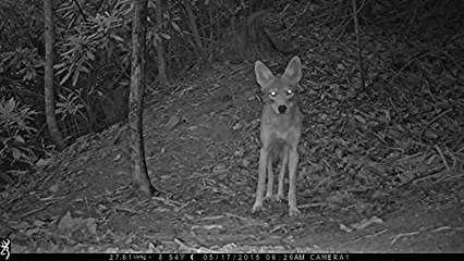 Coyotes behind our home - Hendersonville, NC.