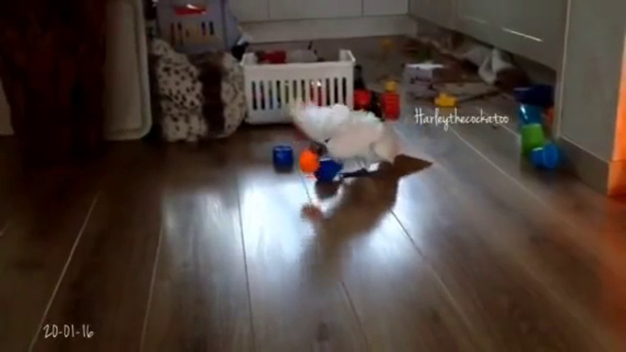 Parrot Tricks