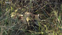 Leopard of Dead Tree Island ( Nat Geo WILD )