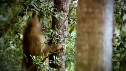 Wild Kalahari ( Nat Geo WILD )