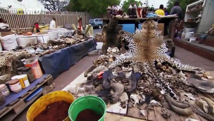 Africa\'s Weird Animals - Freaks And Creeps ( Nat Geo WILD )