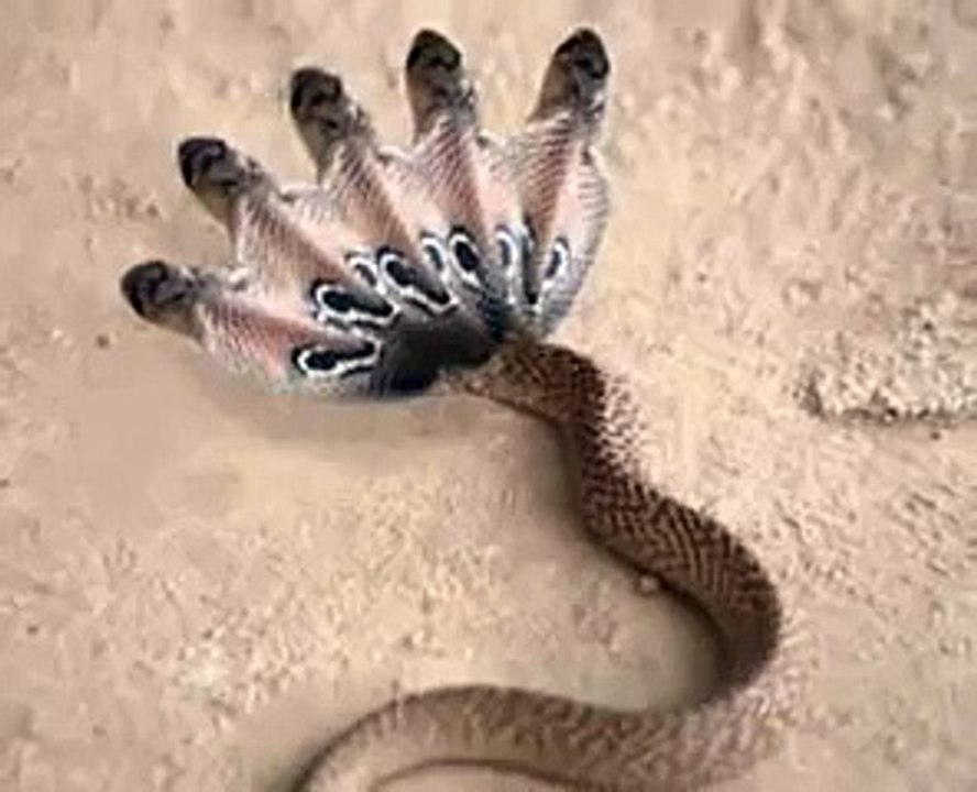 Proof of  five headed Snake