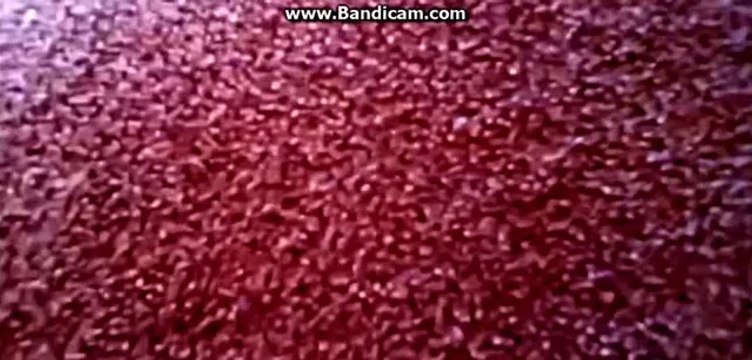 Смешные видео ролики с кошками, котами и котятами