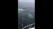 Humpback Whale feeding frenzy off Cape Cod coast