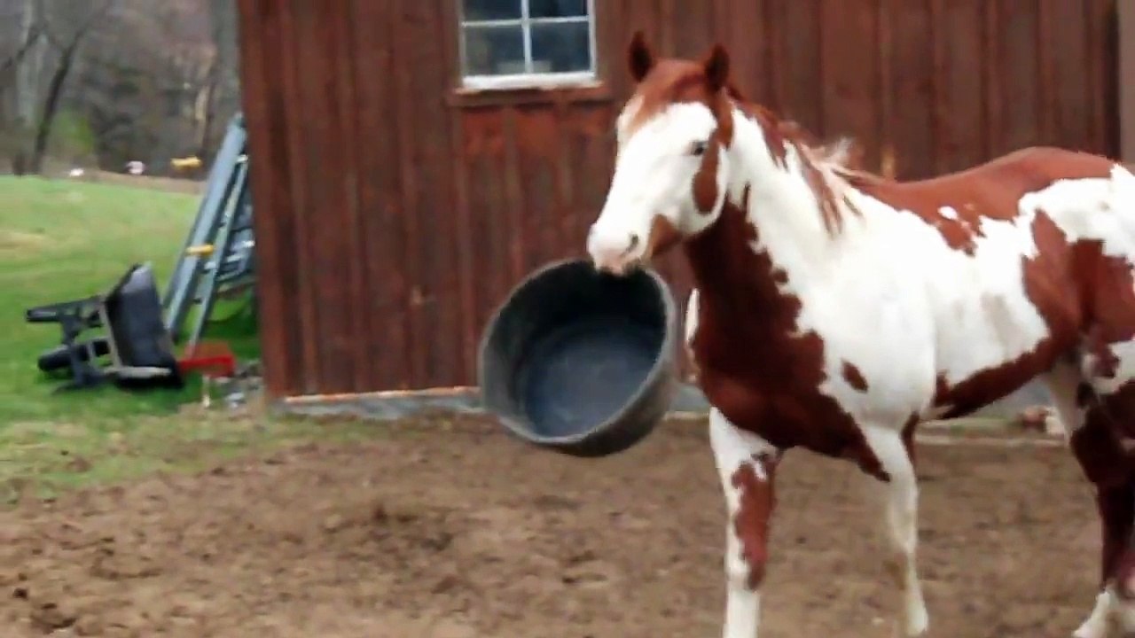 Horse Plays Fetch