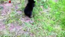 Funny Cats Meeting Cute Puppies Compilation -- NEW