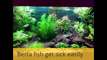 betta care made easy review