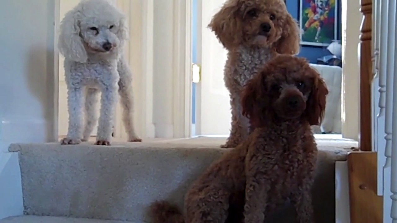 Guilty Dog Has A Tell | Winner Wednesday