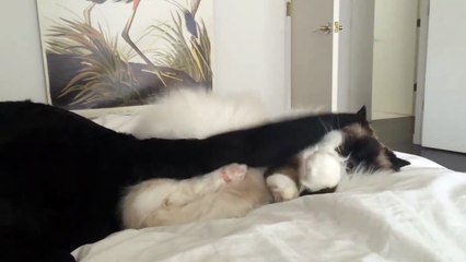 Kitty Cuddles Up To Dogs Tail