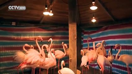 China's zoos animals warm in freezing weather (Funny Videos 720p)